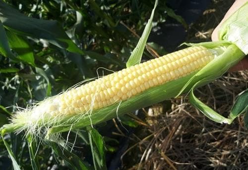 옥수수와 수염